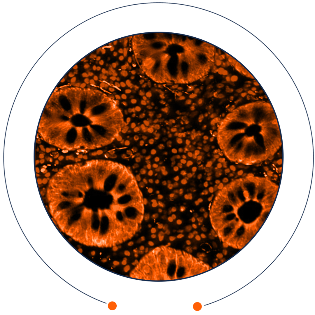 Seeing all scales at once with Yang Liu