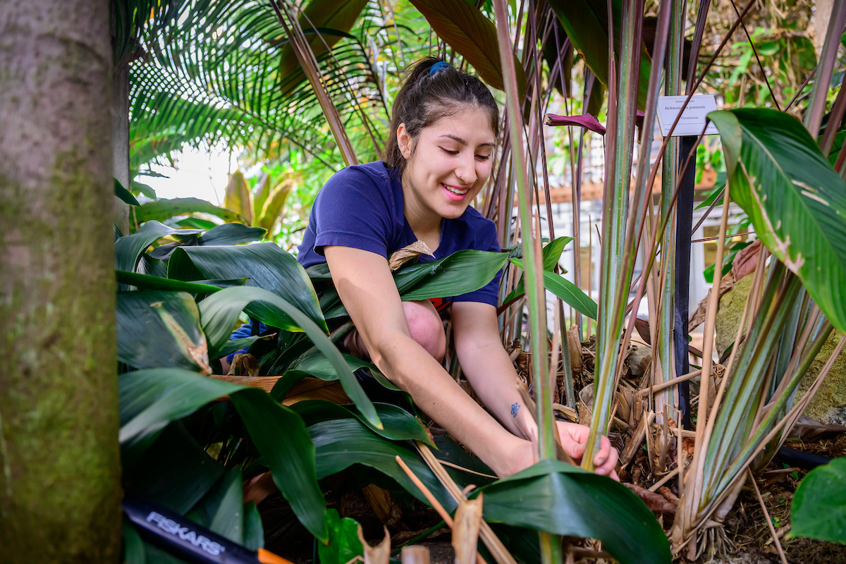 A crop sciences student manage the care of the plant collections at the Plant Sciences Laboratory.