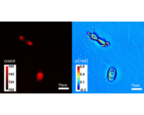 High Specificity Quantitative Phase Imaging with Scattering Markers ...