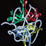 The single-stranded DNA-binding protein (SSB) is made up of four identical subunits that protect single-stranded DNA and regulate its repair.