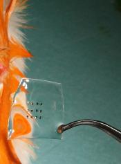 This clear silk film, about one centimeter squared, has six silicon transistors on its surface. These flexible devices can be implanted in mice like the one in this image without causing any harm, and the silk degrades over time. Credit: F. Omenetto, Tufts University.