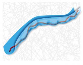 Researchers found that actin filaments (red) move in a path (blue) with an irregular diameter, instead of a cylinder as widely accepted.