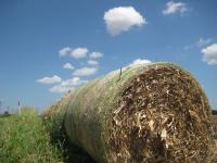 Baled corn stover in the field.
