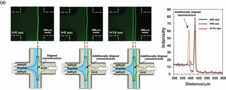 Reversible assembly and disassembly of synthetic oligopeptide nanostructures.