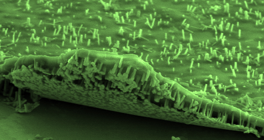 The InGaAs/InAs nanowire array can be lifted from its graphene base and transferred to alternative platforms for bendable device applications