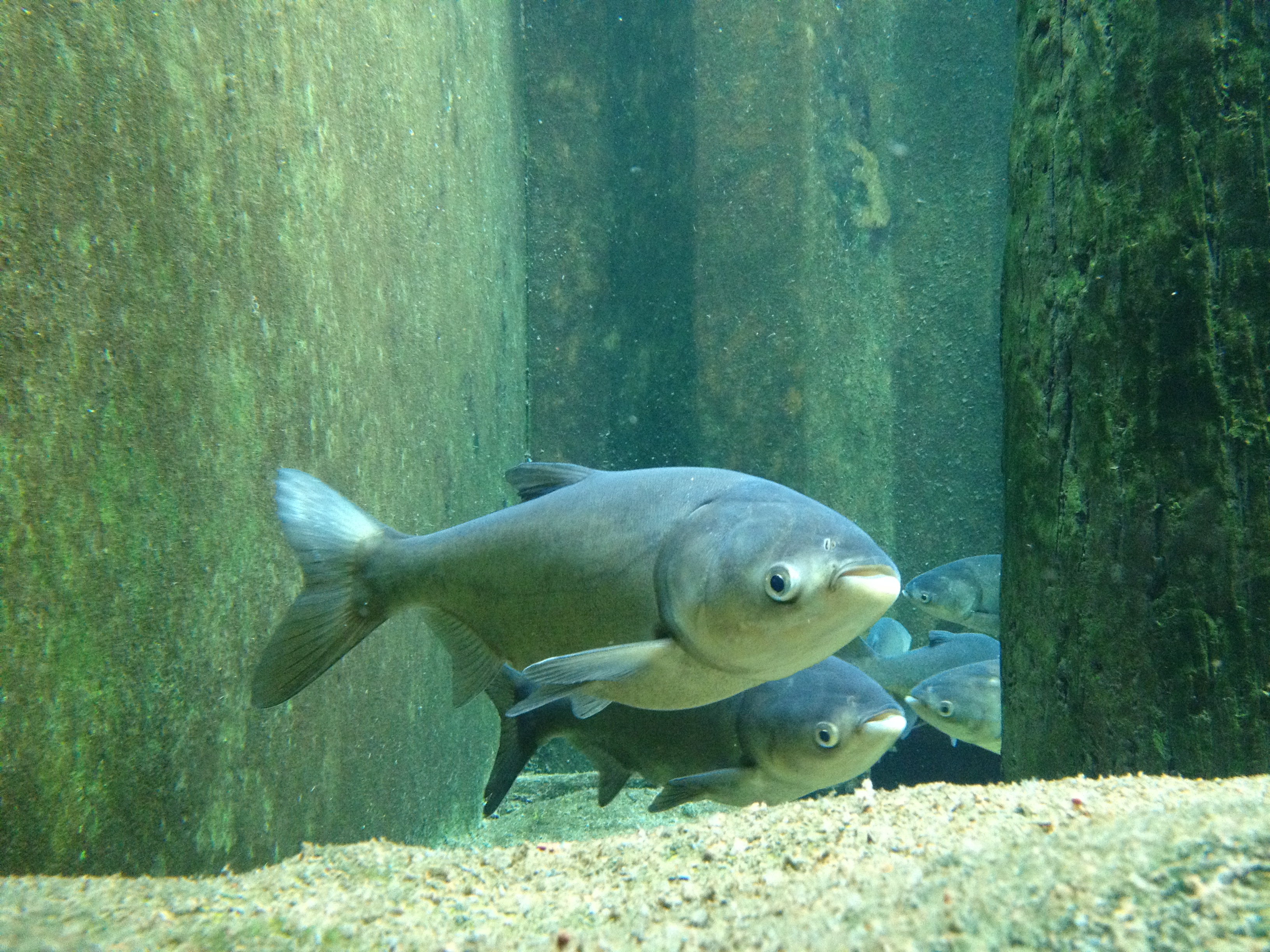 Asian carp