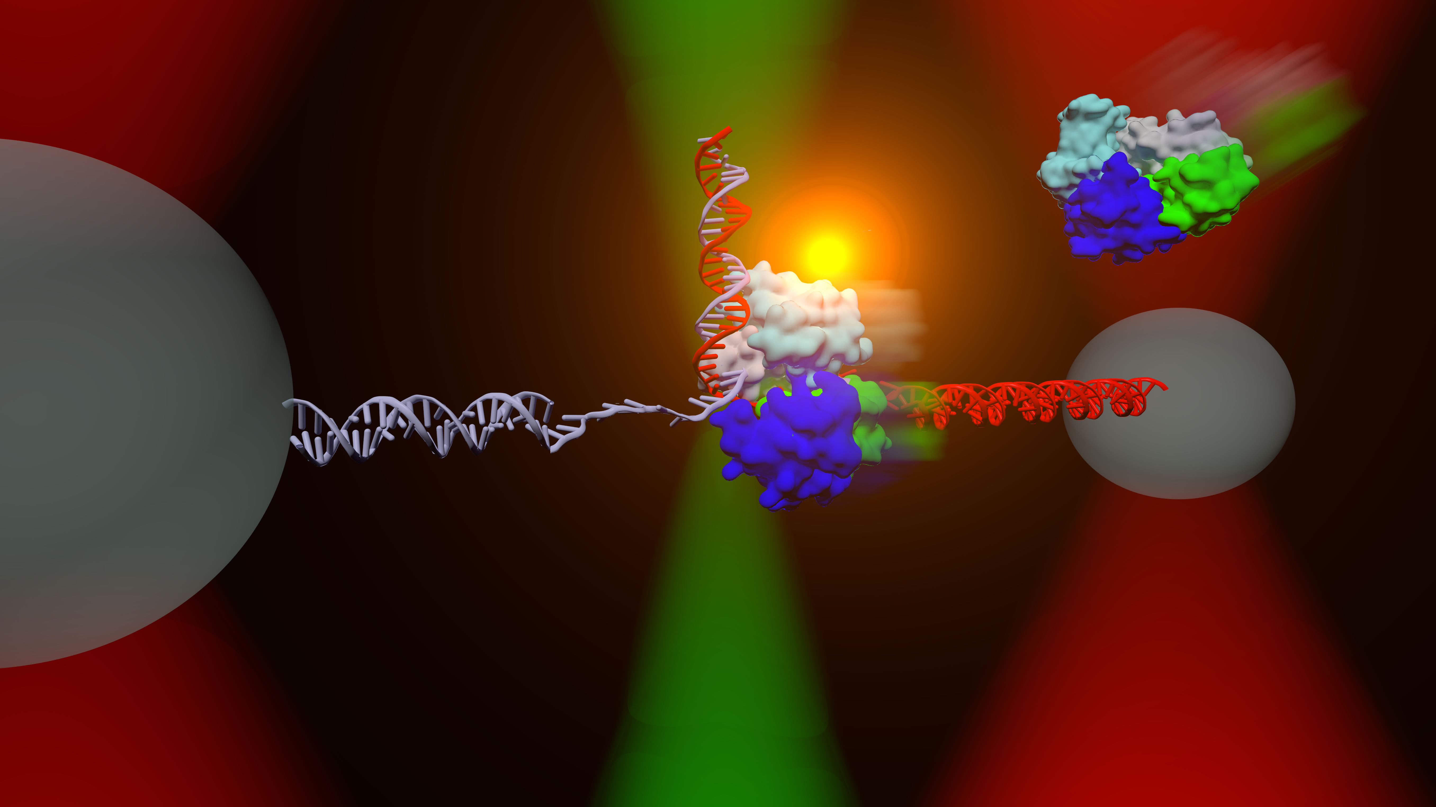 The DNA repair helicase UvrD can exist in an &acirc;&euro;&oelig;open&acirc;&euro;Â (green, blue, cyan, and gray colored protein, upper right) or &acirc;&euro;&oelig;closed&acirc;&euro;Â (middle) conformation. An instrument combining optical traps (red cones) and a single-molecule fluorescence microscope (green) is used to measure directly the relationship between these two structural states and their respective functions on DNA.