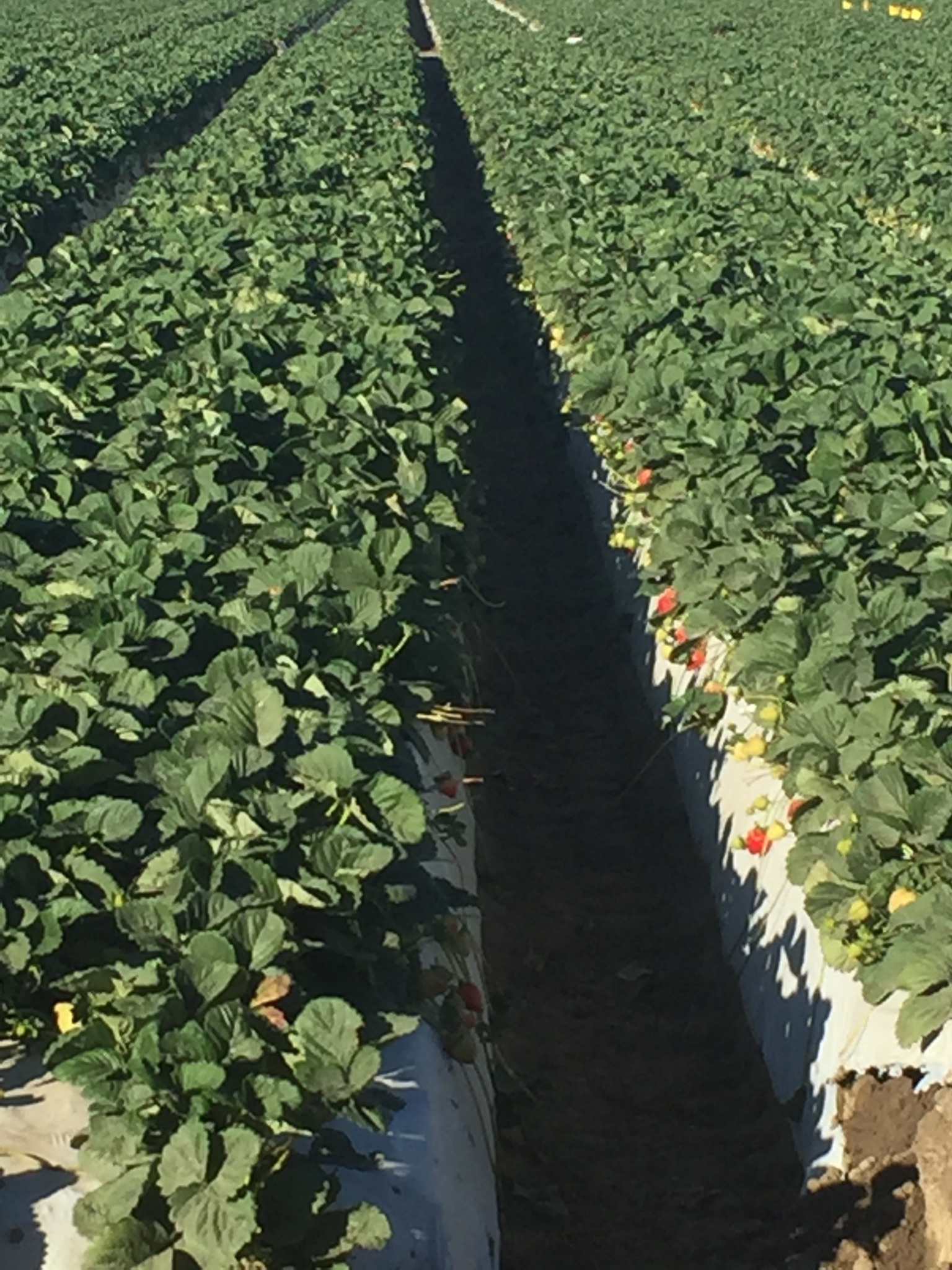 Rows of strawberry plants.