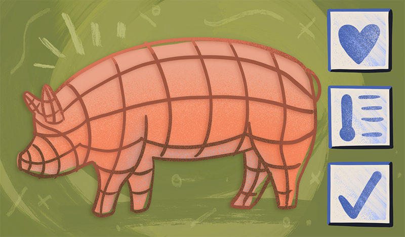 Pig illustration