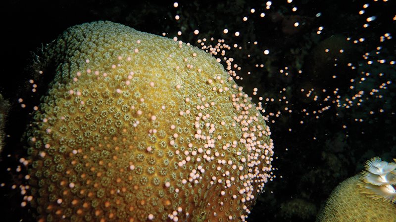 Close up of larvae attached to coral