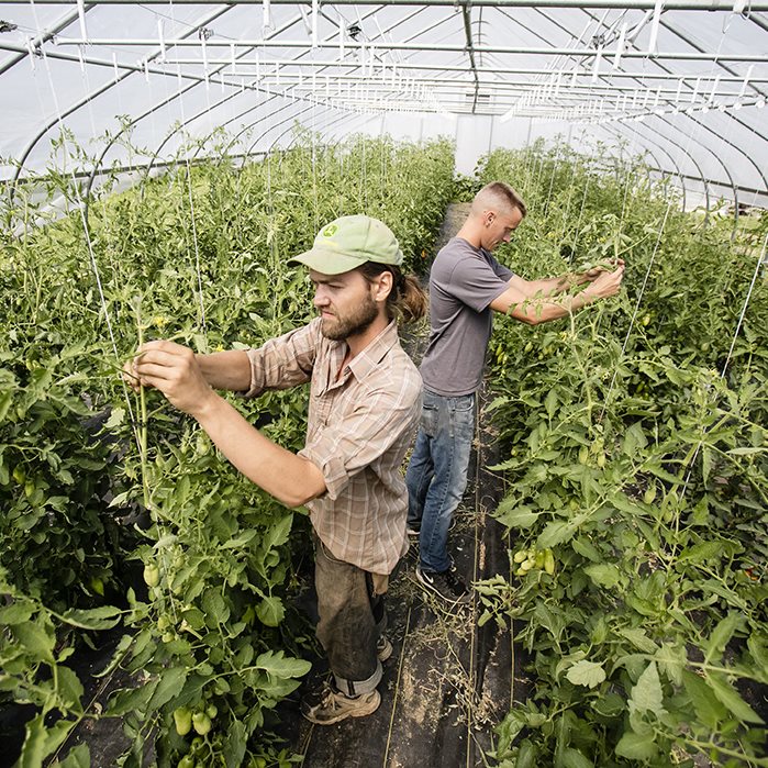 Tomato greenhouse on Sustainable Student Farm