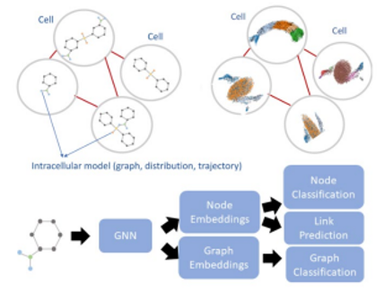 Graphic showing intracellular model (graph, distribution, trajectory)
